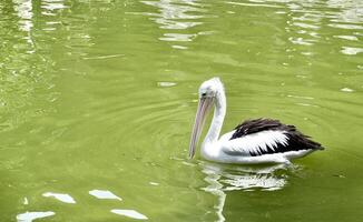 One pelican bird with white and black feathers and large beak isolated on horizontal copy spaced green lake water background. photo