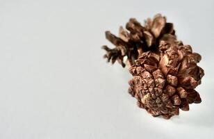Decorative two brown pine cone seed object isolated on horizontal copy spaced white background. photo