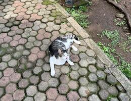 Striped black and white stray cat with green eyes laying down on park hexagonal brick flooring background. photo