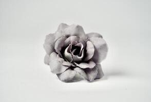 Decorative colorful small one gray rose flower display object isolated on horizontal white background. photo