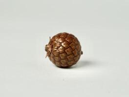 Decorative one brown round nuts with snake fruit skin shape object isolated on horizontal white background. photo