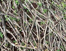 Bunch of messy tree roots above ground isolated on horizontal ratio soil and small green plants background. photo