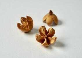Decorative three bleached schima wallichii or puspa seed object isolated on horizontal white background. photo