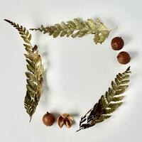 Decorative dry leaves and seeds ornaments object frame or border with square shape isolated on copy spaced white background. photo