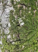Grunge humid tree trunk surface texture with green molds isolated on vertical background. photo