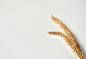 Decorative brown dry foxtail leaves object isolated on horizontal copy spaced white background. photo