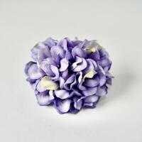 Decorative colorful small one purple hydrangea flowers display object isolated on square white background. photo