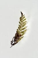 Decorative one dry fern leaf object isolated on vertical white background. photo