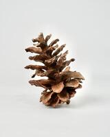 Decorative one brown pine cone seed object isolated on vertical white background. photo