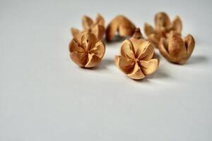 Decorative group of bleached schima wallichii or puspa seed object isolated on horizontal copy spaced white background. photo