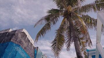 Building under renovation against the background of palm trees video