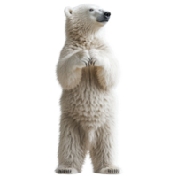 majestic polar bear stands upright, showcasing its thick white fur and powerful build. This impressive creature embodies beauty of Arctic wilderness, evoking sense of wonder and admiration png