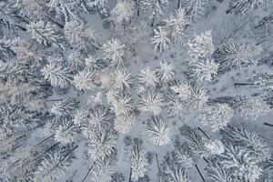 Top view of snowy forest. Winer landscape with pine trees covered in snow, aerial view photo