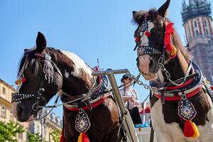 Two decorated horses standing in Krakow's main market square with st. Mary's basilica in the background on sunny day. Carriage for tourists in Krakow, Poland photo