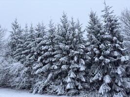 A serene winter landscape featuring snow-covered evergreen trees in a tranquil forest setting. photo