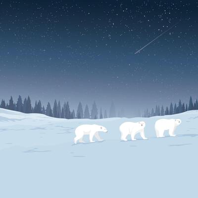 Winter landscape at night with Polar bear family covered by white snow have silhouette pine forest and starry sky square background graphic illustration.