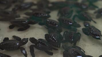 Dozens of black hatchlings float in an artificial pool to be prepared before release. Baby turtles in a temporary pool after hatching from their eggs and before being released on the beach video