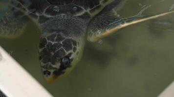 Close up of a sea turtle in a temporary pond before being released into the wild again to live in the wild. 4k footage of an adult sea turtle in a breeding pool on the beach after laying eggs. video