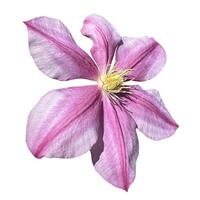 the flower of the pink clematis plant is an isolate photo