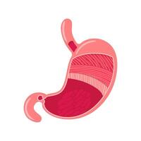 The structure of the human stomach, layers of muscles, mucous membrane. illustration in anatomically realistic style. Healthy organs of the digestive system. Health problems. Medical brochure vector