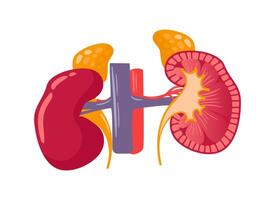 Human kidneys structure, adrenal glands, veins and arteries. Illustration in anatomically realistic style. Healthy organs of the urinary system. flat style. Health problems. Medical brochure vector