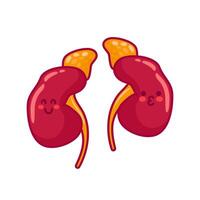 Human kidneys. Cute characters in kawaii style. Healthy organs of the urinary system. illustration, flat style. Health problems. For sticker, books, design element. Medical brochure template. vector