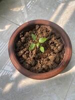 A small plant growing in a clay pot photo