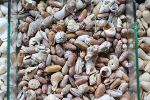 Amazing Collection Of Natural Seashells. Fresh raw sweet snail. Box full of escargots. Whelks background photo