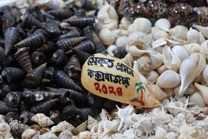 Amazing Collection Of Natural Seashells. Fresh raw sweet snail. Box full of escargots. Whelks background photo