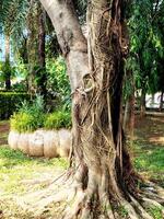Ficus tree known as banyan tree with unique and amazing root on the ground. photo