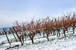 Winter vineyard with leafless grapevines lined up on a snowy frosty hill under a clear sky. Bare grapevines raws in snow. Copy space photo