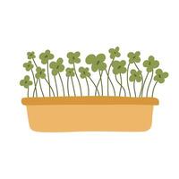 Hand drawn microgreens in pots. illustration in flat style isolated on white background. Micro green. Beets, lettuce, cabbage, sorrel, onion, radish, arugula, peas. Growing superfood at home. vector