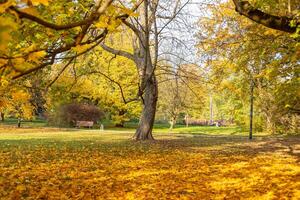 Autumn yellow fallen leaves on the ground in the park photo