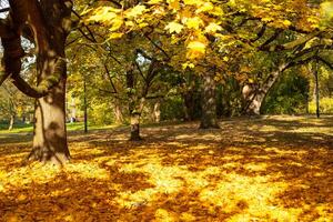 Autumn yellow fallen leaves on the ground in the park photo