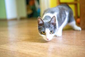 Cat, Walking, Floor - A close-up of a gray and white cat walking on a wooden floor. photo