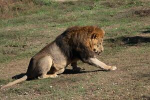 Lion Safari Grassland Resting - A majestic male lion sits and rests in the grass, demonstrating the power and grace of these magnificent creatures. photo