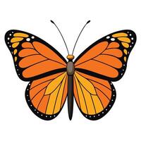 An orange butterfly with black wings is shown vector