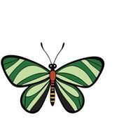 A green butterfly with black stripes on its wings vector