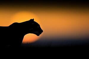 Black panther silhouette against a vibrant sunset backdrop photo