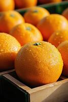 Freshly harvested oranges with droplets in a market at sunrise photo