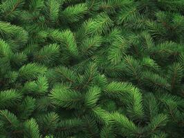 Close-up of fresh fir tree branches creating a lush green background photo