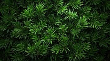 Lush fir tree branches create a vibrant green background in nature photo