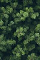Lush green fir tree branches filling the frame in a forest setting photo