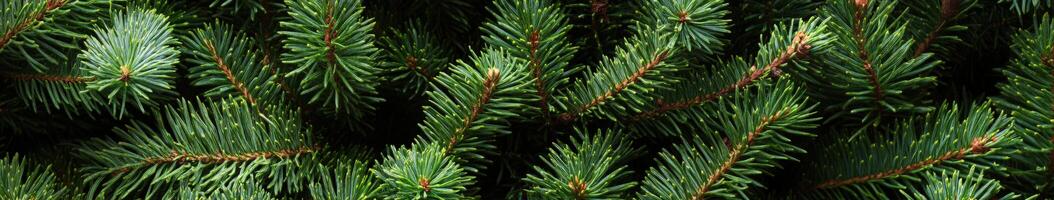 Lush green fir tree branches create a vibrant natural background photo