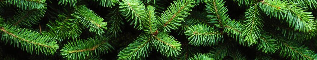 Lush green fir tree branches create a serene natural backdrop in spring photo