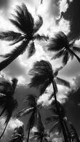Powerful hurricane winds sway palm trees in a coastal landscape photo