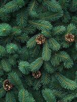 Lush fir tree branches adorned with pine cones in a natural setting photo