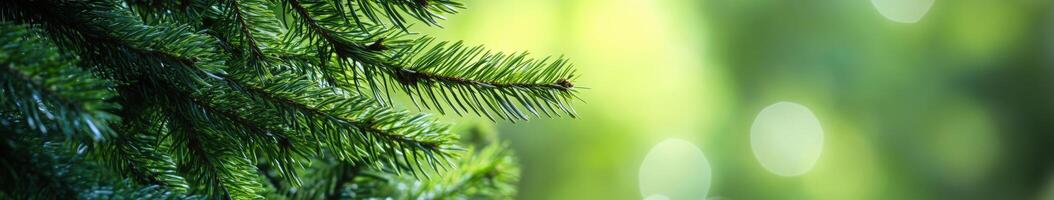 Close-up of vibrant fir tree branches illuminated by soft sunlight photo