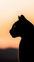 Black cat silhouette against a vibrant sunset backdrop at dusk photo