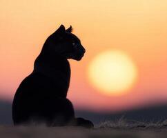 Black cat sits gracefully against a stunning sunset backdrop photo